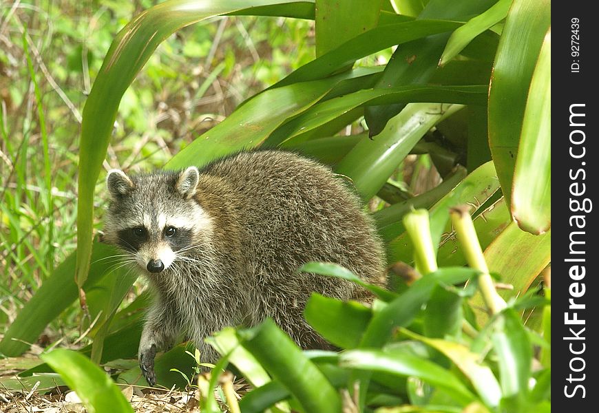 Photo of a raccoon scavenging in bromiliads. Photo of a raccoon scavenging in bromiliads