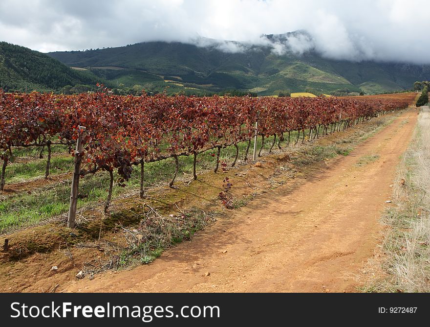 Rows of vines with mountains and forest in the background