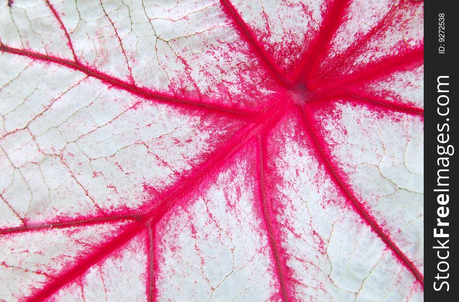The beautiful red pattern of a white leaf. The beautiful red pattern of a white leaf