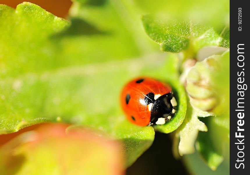 Close up of Ladybug on green leaf