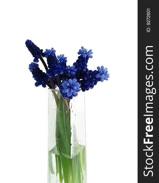 Blue Flowers in a vase.
