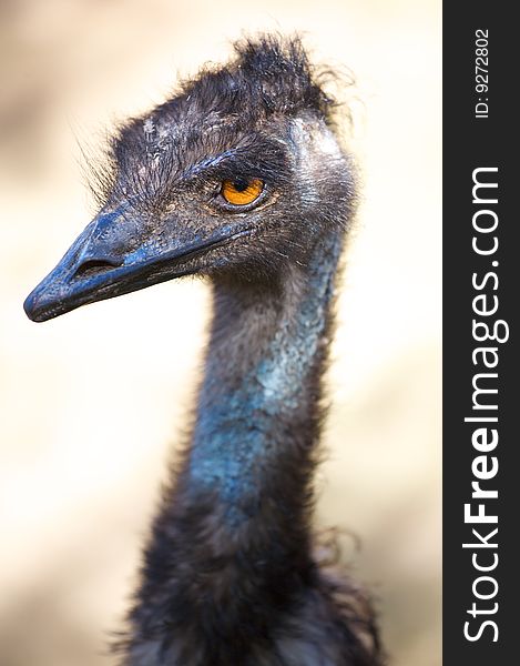 Outdoor image of haed ostrich. Outdoor image of haed ostrich