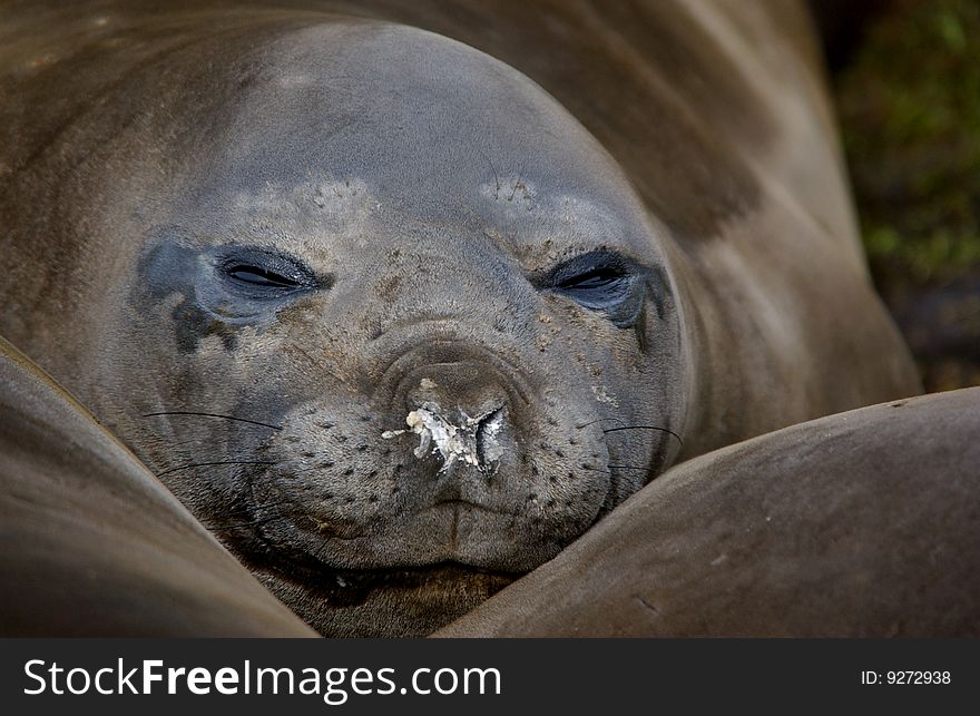 Elephant Seal Lying in south georgia