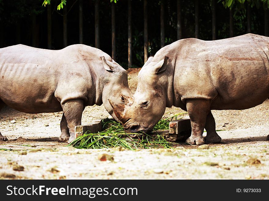 Two Rhinoceros eating grass at Taiping Zoo, Malaysia. Two Rhinoceros eating grass at Taiping Zoo, Malaysia.