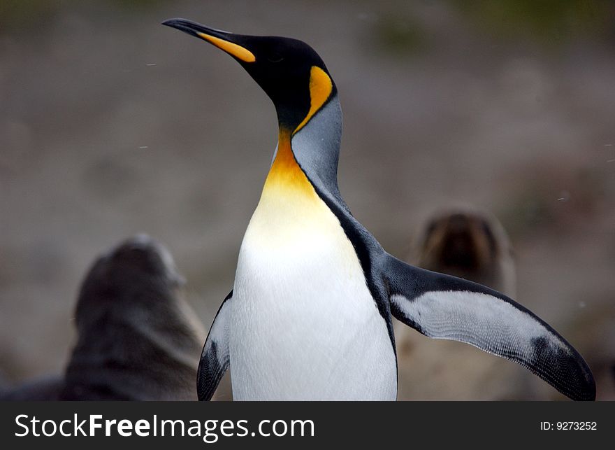 Portrait of king penguin in antarctica