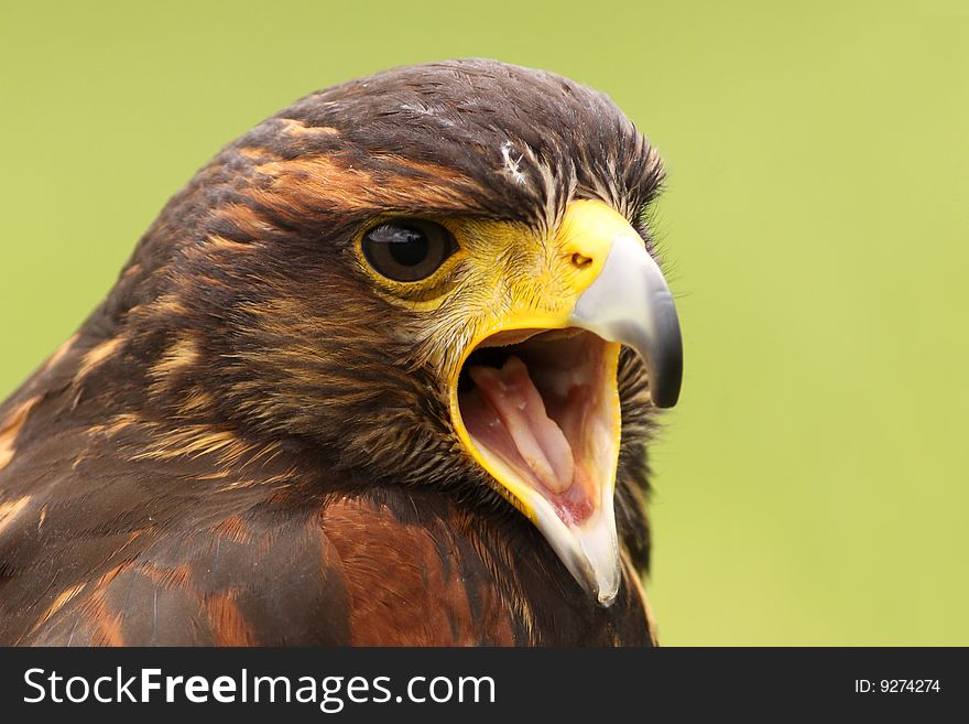 Animals: Portrait of a Harris hawk screaming