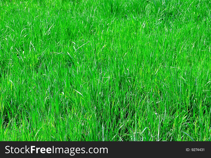 Green lawn as a natural background