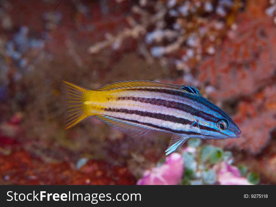 A little bait fish darting furtively about