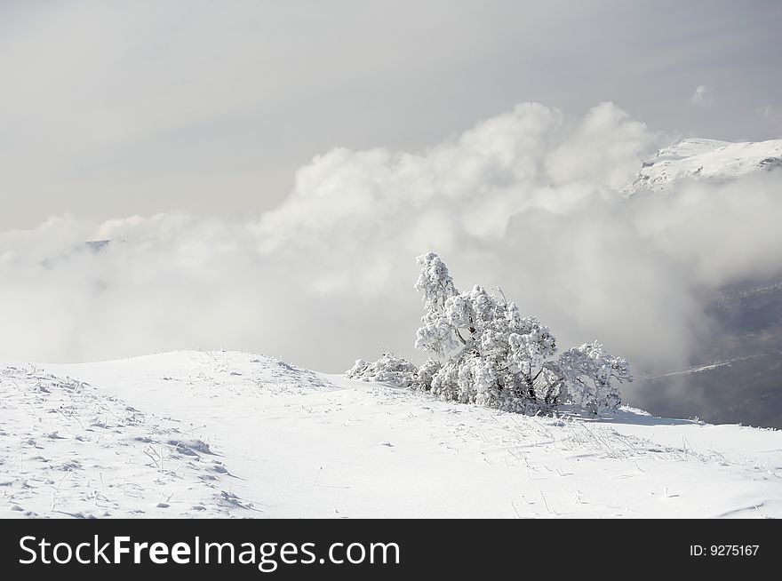 Snowy tree and cloudy sky in the mountains. Snowy tree and cloudy sky in the mountains