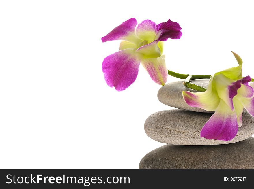 Pink orchid with pebble isolated on white. Pink orchid with pebble isolated on white