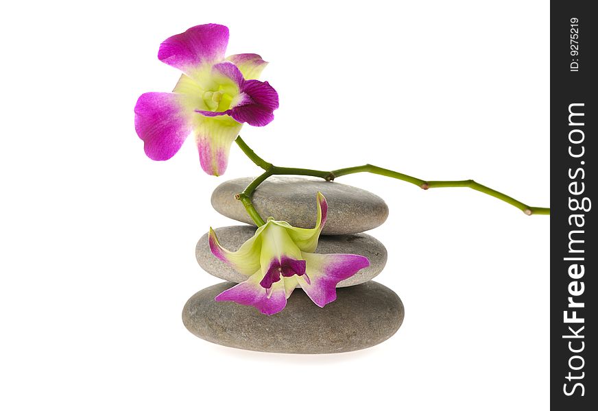 Pink orchid with  pebble isolated on white. Pink orchid with  pebble isolated on white