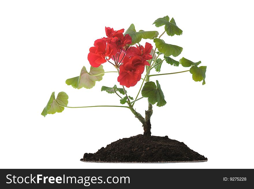 Red blooming seedling in soil isolated on white. Red blooming seedling in soil isolated on white