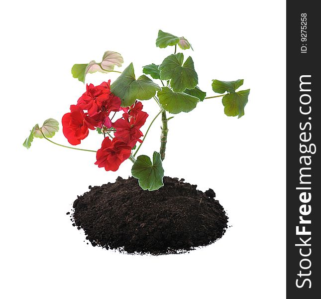 Red blooming seedling in soil isolated on white. Red blooming seedling in soil isolated on white