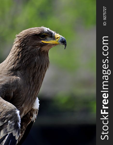 Profile of a buzzard bird of prey.