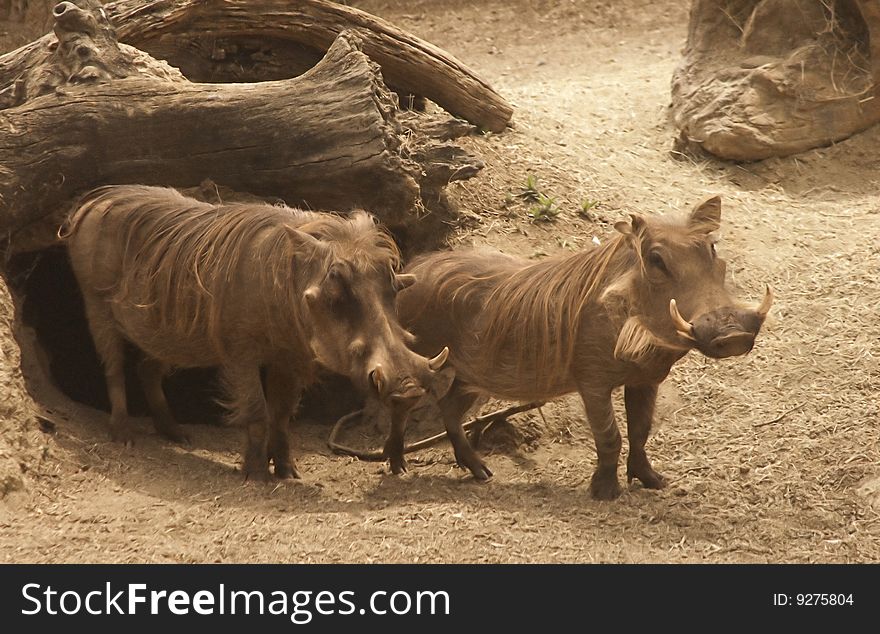 Warthogs leave their hole for a stroll