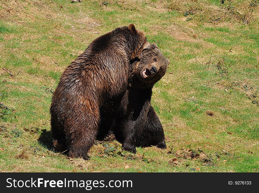 Brown Bears In Fight