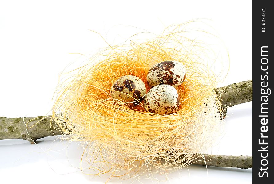 A nest on a branch isolated on a white background