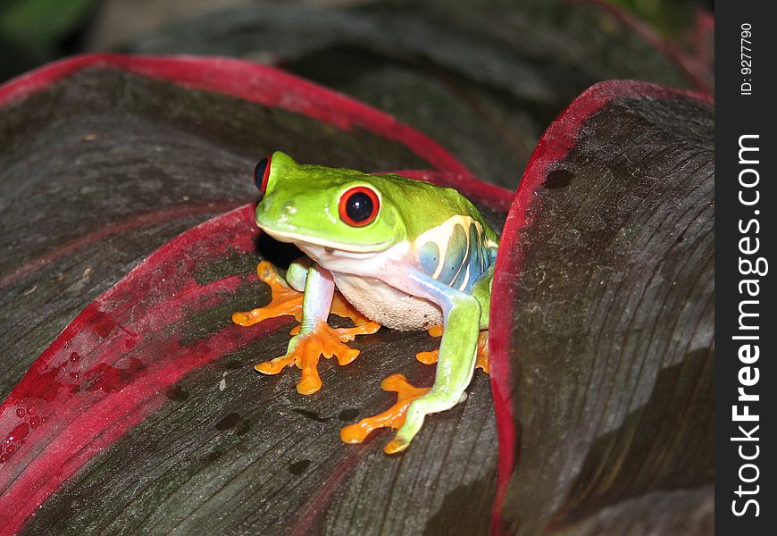 Red Eyed Tree Frog on a leaf