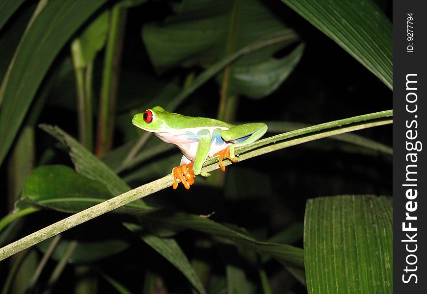 Red Eyed Tree Frog