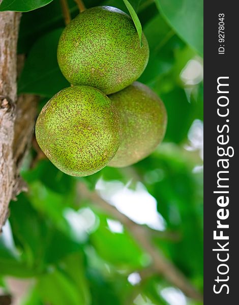 Pear tree fruits in the tropical garden