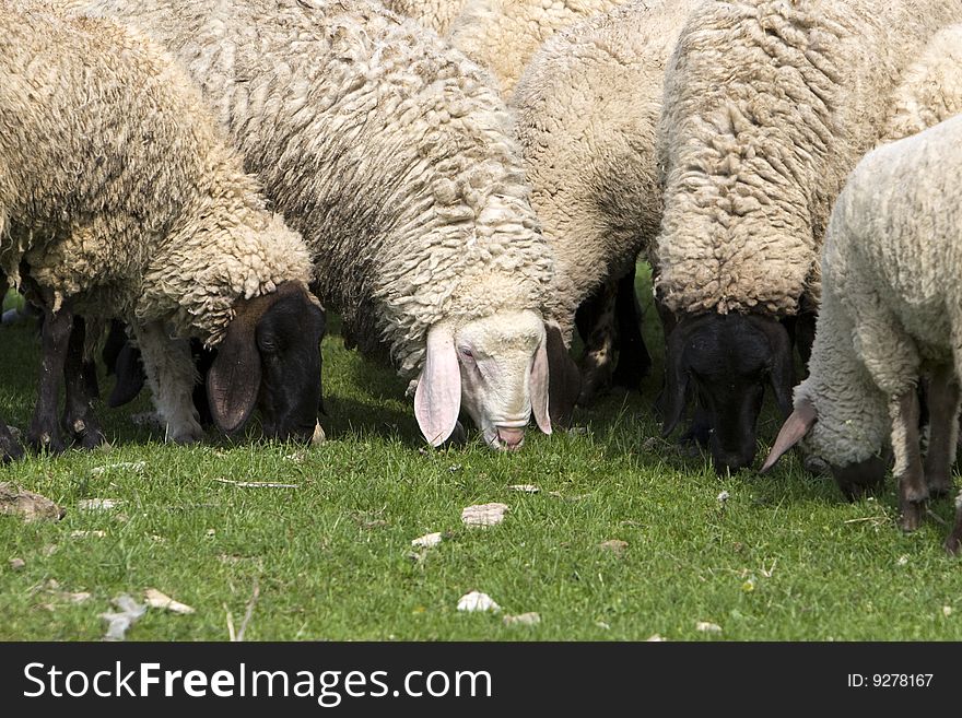Close up photo of sheep