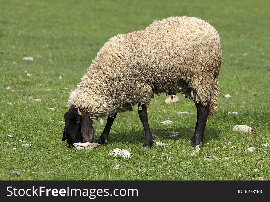 Photo of sheep on grass