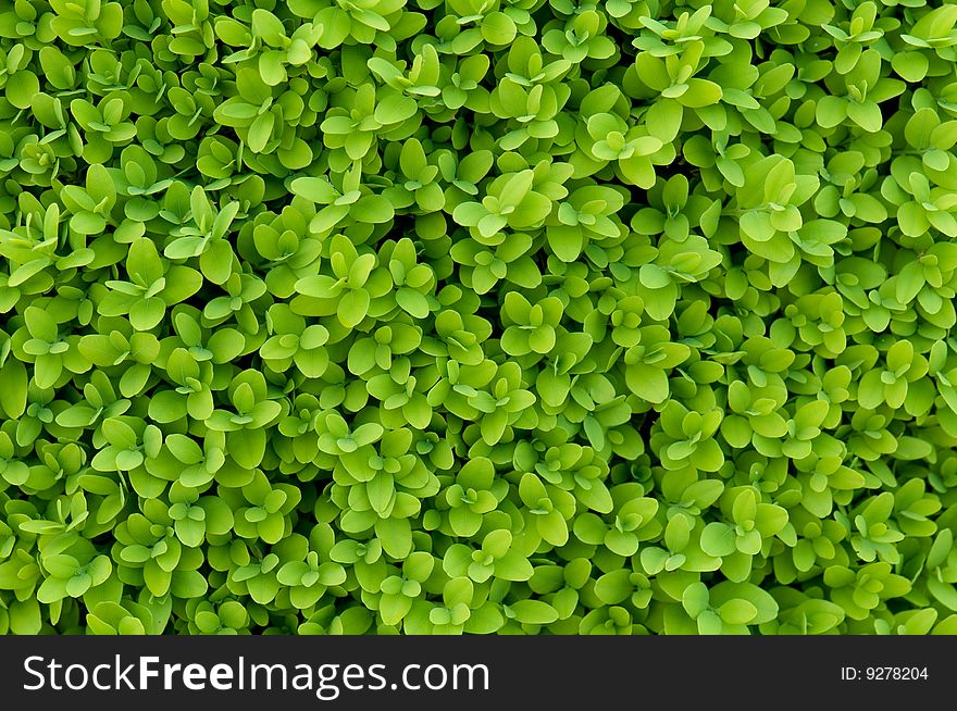 Green carpet of fresh leafs