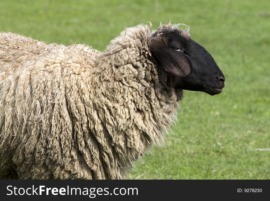 Close up photo of sheep