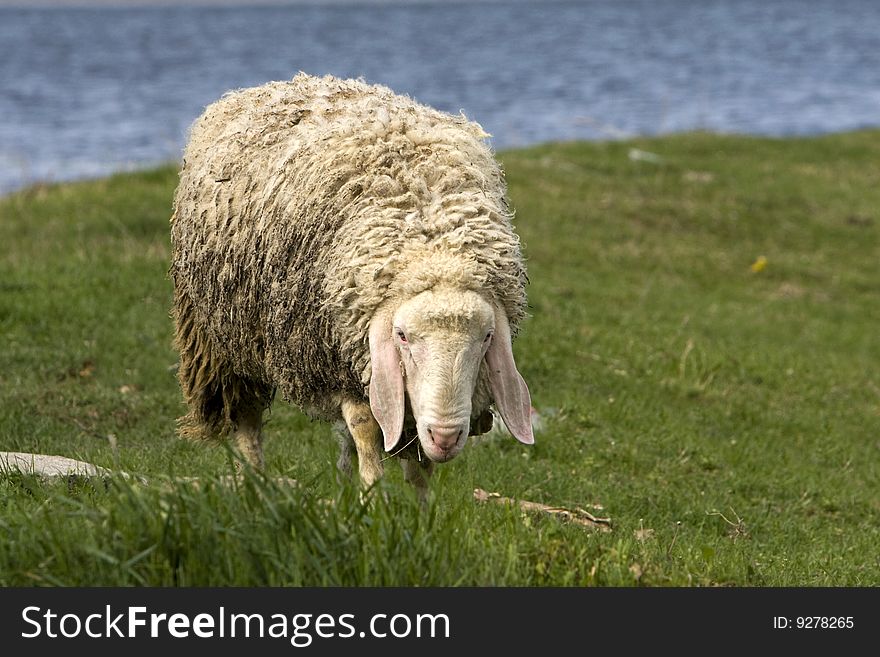 Portrait of a sheep in the field