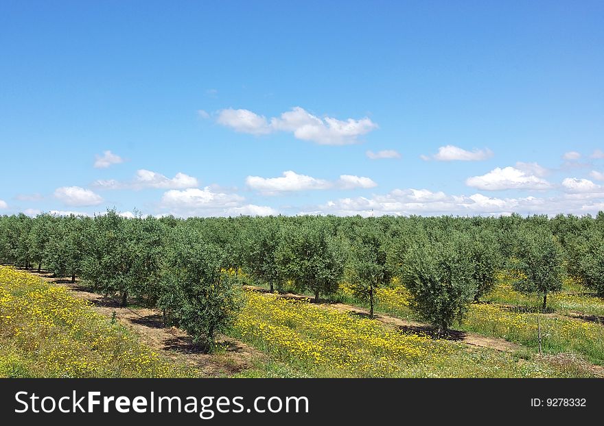 Olives tree in a field of yellow flowers. Olives tree in a field of yellow flowers.