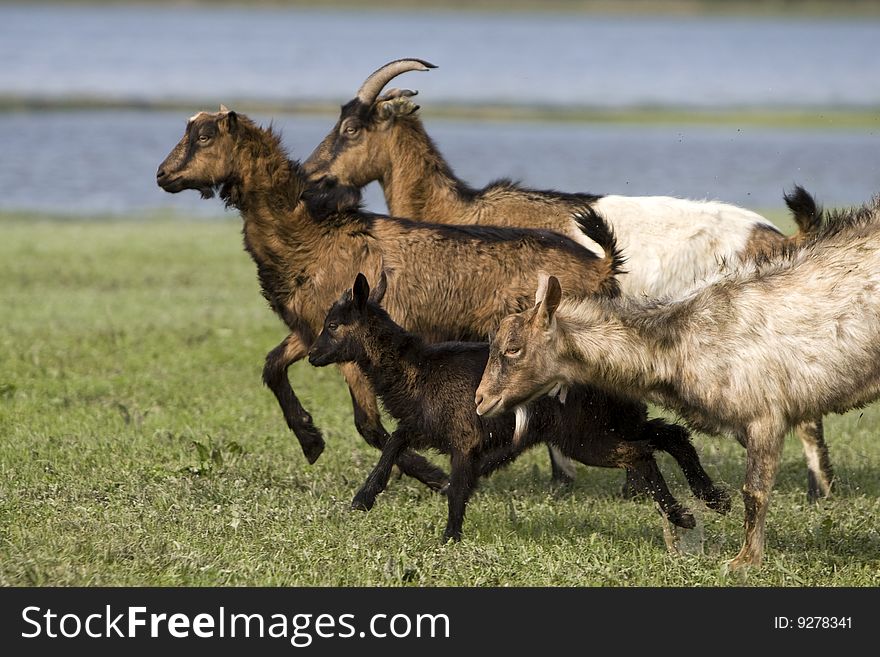 Photo of goats runing over the field