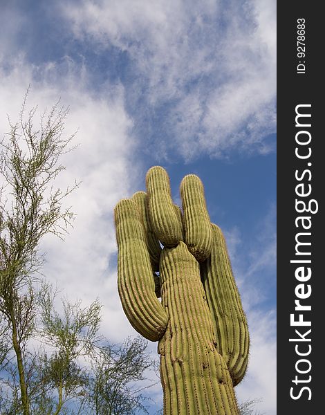 A tall saguaro cactus against the sky