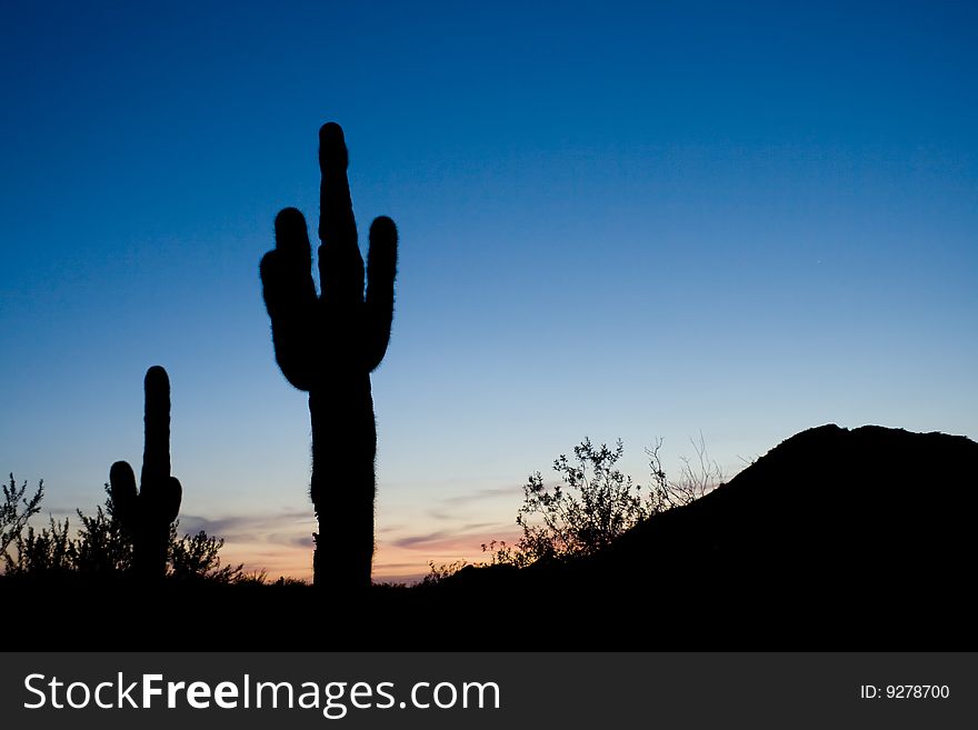 A saguaro cactus against a deep blue sky just after sunset. A saguaro cactus against a deep blue sky just after sunset
