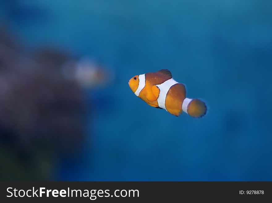 A clownfish is in aquarium. A clownfish is in aquarium
