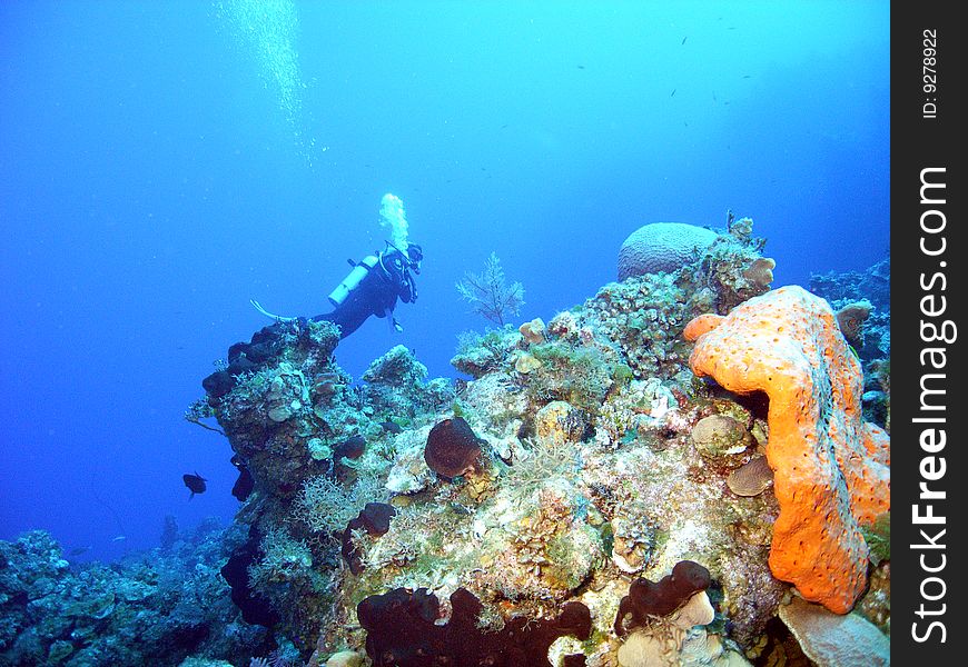 A scubadiver glides above the coralscape near san salvador, bahamas;. A scubadiver glides above the coralscape near san salvador, bahamas;