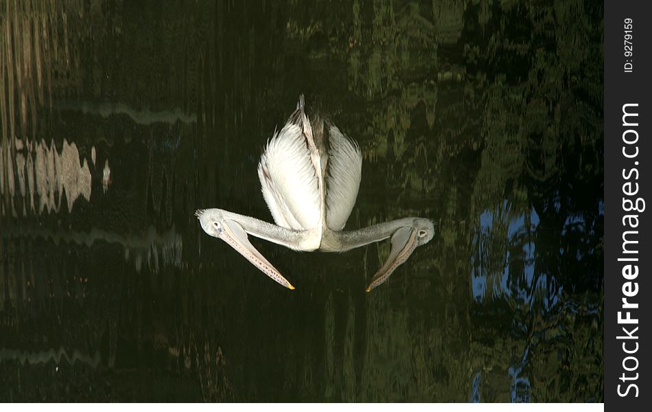 Pelican with white velvetty feathers and long bill floating on water. Pelican with white velvetty feathers and long bill floating on water