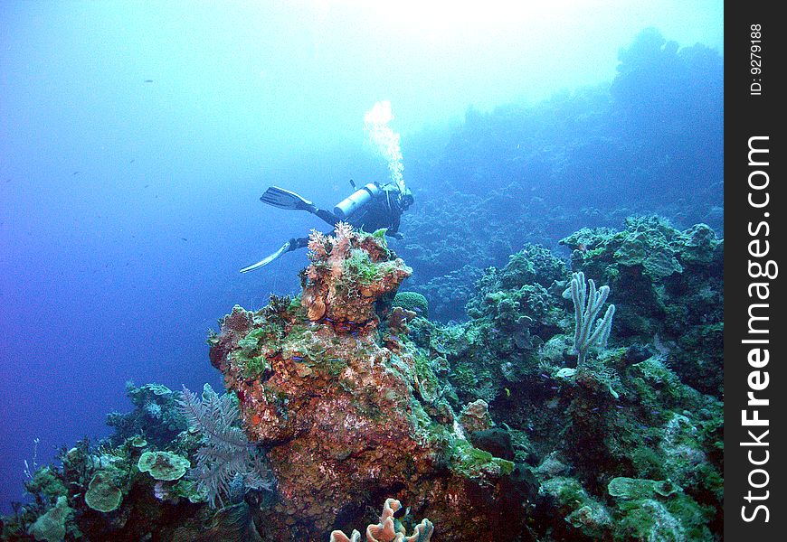 A diver enjoys the underwater serenity in the bahamas near san salvador island;. A diver enjoys the underwater serenity in the bahamas near san salvador island;