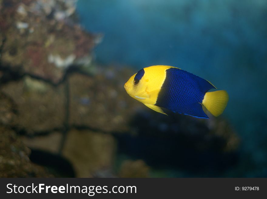 Bicolor Angelfish (Centropyge Bicolor)