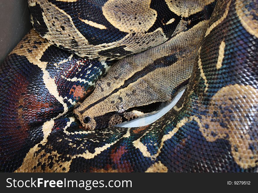 A red tail boa constrictor coiled up while resting