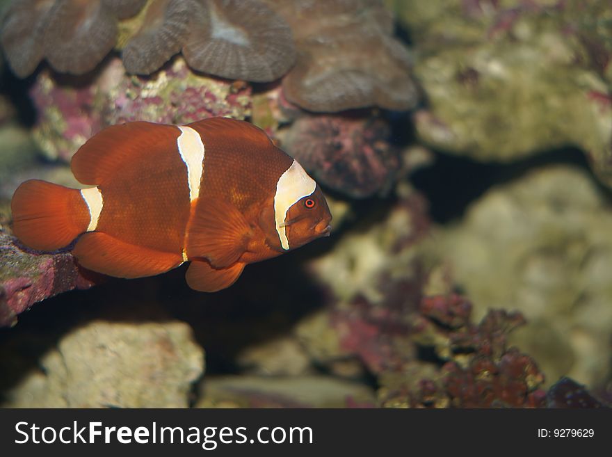 Ocellaris Clownfish, Amphiprion Ocellaris