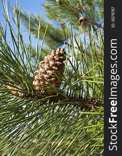 Young pine a cone on a background of the blue sky. Young pine a cone on a background of the blue sky