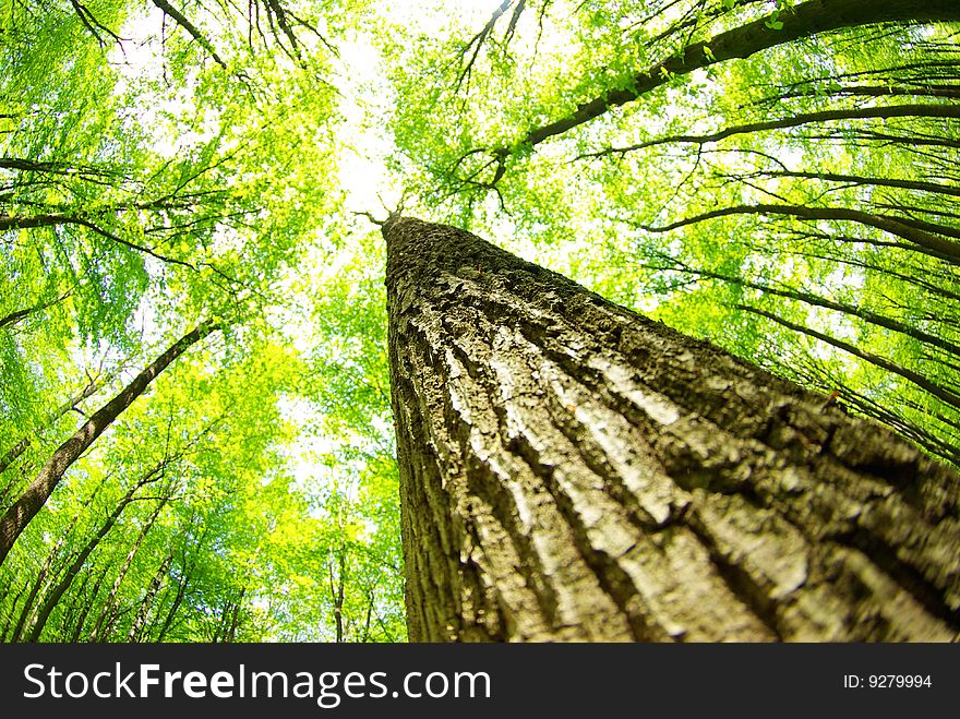 Green forest  background in sunny day