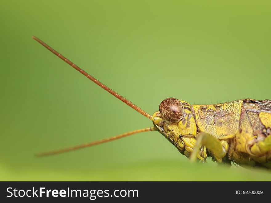 Insect, Invertebrate, Fauna, Macro Photography