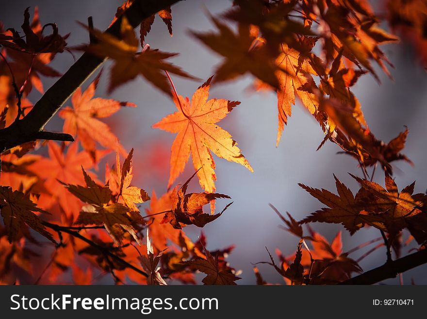 Close-up of Maple Leaves