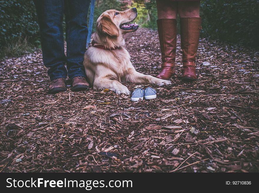 Dog (maybe golden retriever) lying on a path composed of wood chips between the feet of a man wearing shoes and a woman wearing brown knee length boots. Dog (maybe golden retriever) lying on a path composed of wood chips between the feet of a man wearing shoes and a woman wearing brown knee length boots.