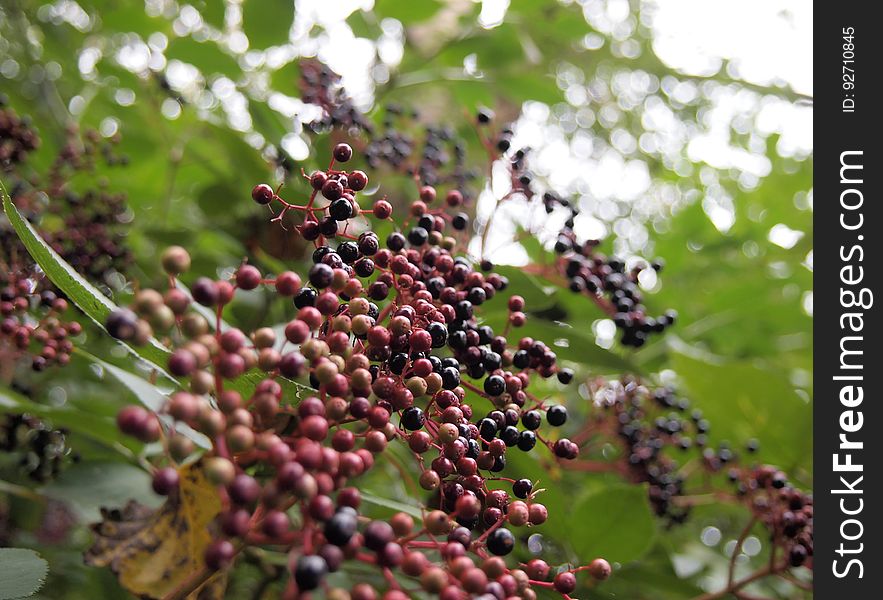 Close Up Photo Of Black And Red Round Small Fruit During Daytime