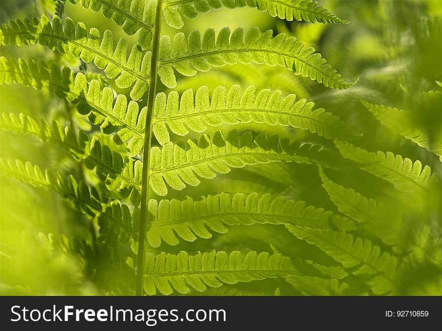 Vegetation, Plant, Ostrich Fern, Fern