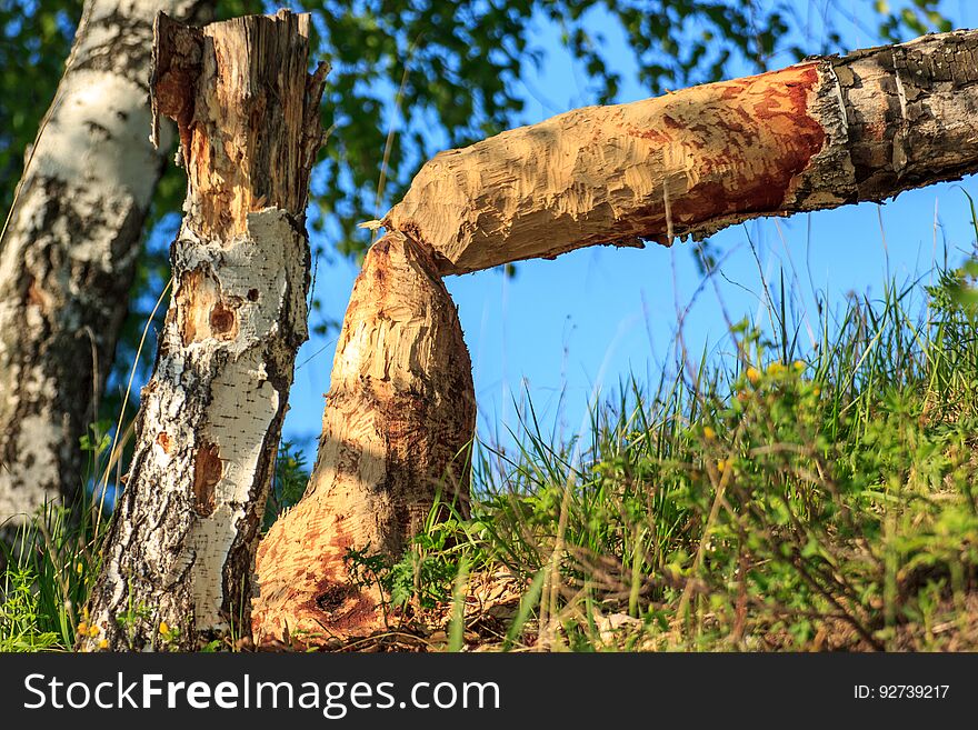 Fallen tree beaver nibbled against the sky in the forest