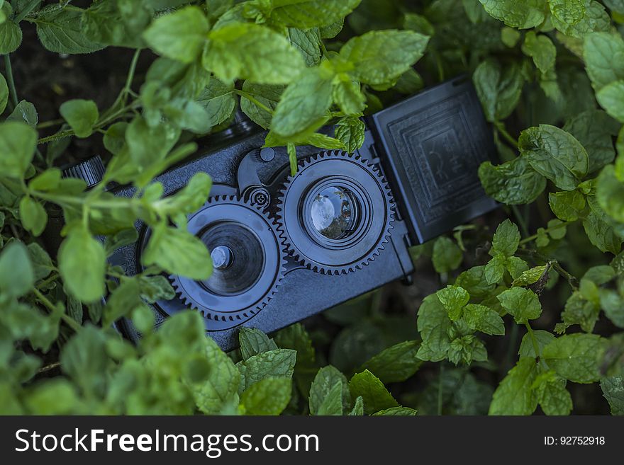Security Camera Hidden Behind Plants