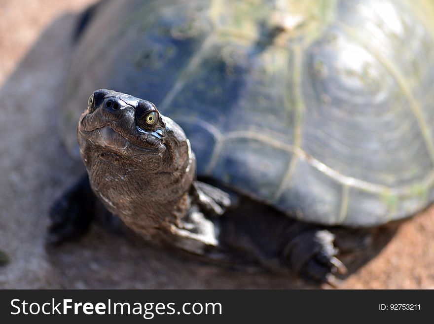 Turtle On Brown Ground